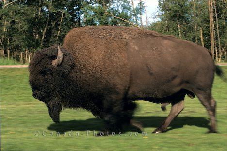 Buffaloc buffaloa